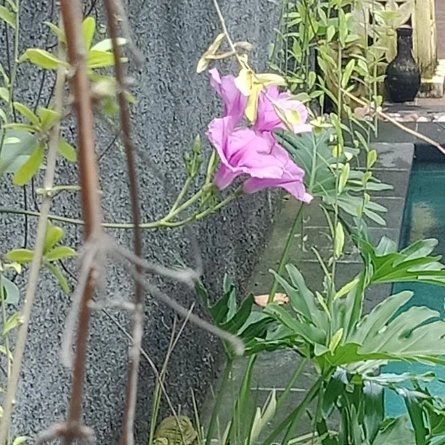 Accommodatie bij particulieren D'Puja Home Stay And Spa Nusa Dua  Indonesië